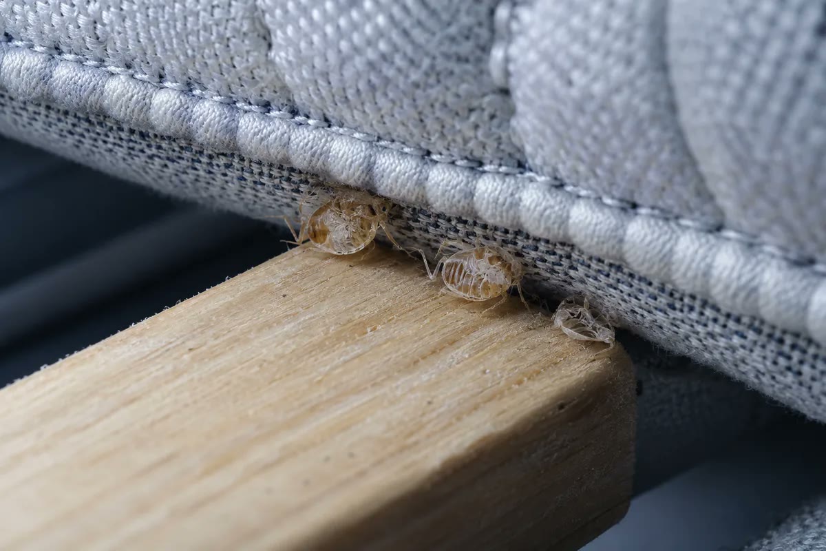 Peaux de mue translucides (exuvies) près d’une couture de matelas et d’une latte de sommier, lumière froide.