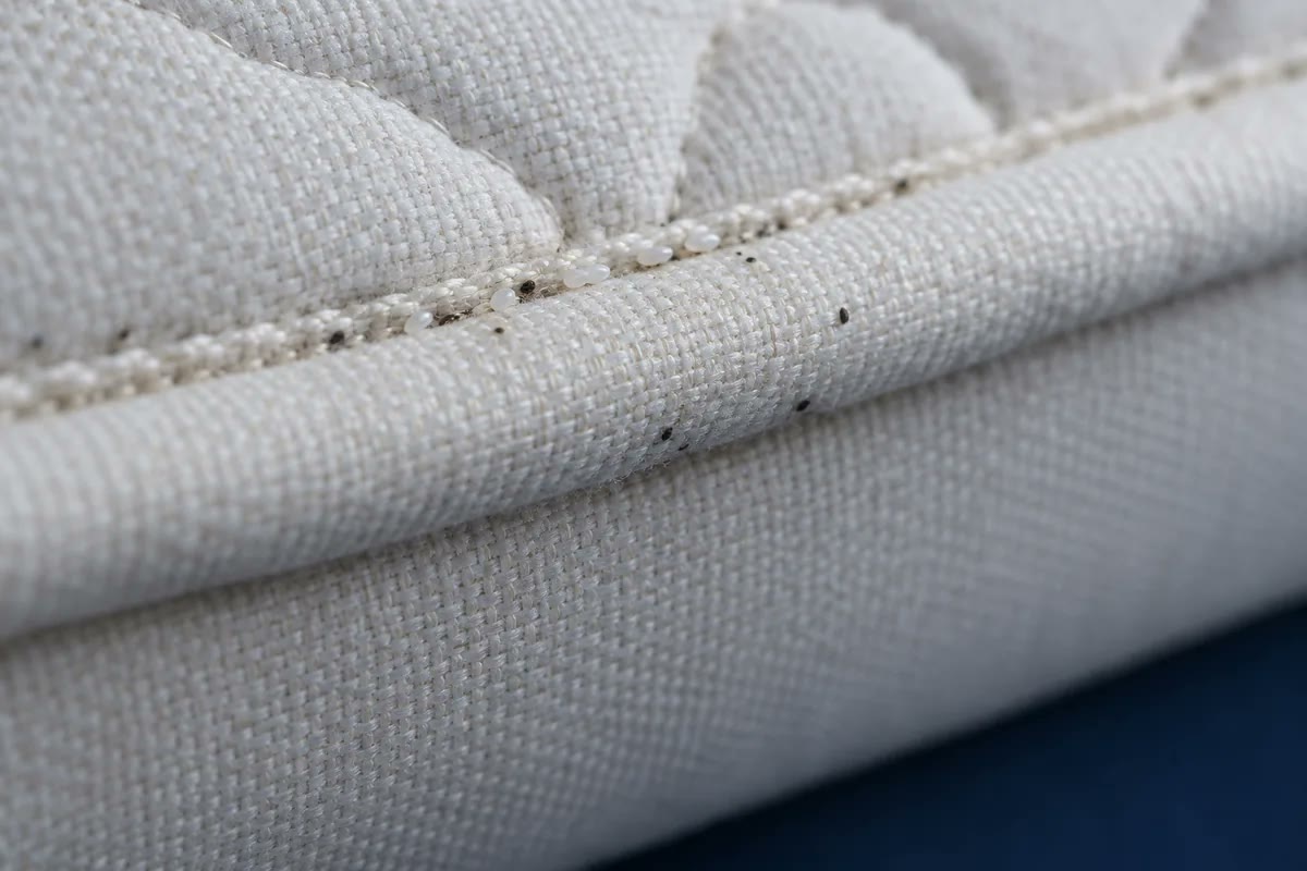 Illustration pédagogique d’une couture de matelas avec grains blancs millimétriques (œufs) et petits points noirs (déjections).